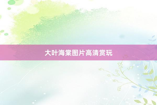 大叶海棠图片高清赏玩